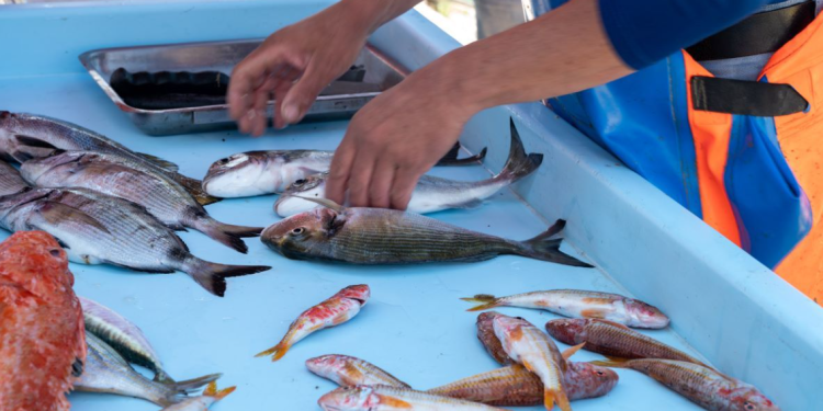 POŠTUJMO ŽIVOT U MORU Prijatelji Životinja imaju novu kampanju i žele zabraniti pridnene koće, ali i savjetuju građanima: "Ne lovite ribu radi zabave!"
