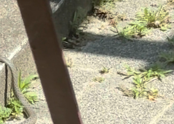 Splićanka izašla na balkon i zatekla jezivu životinju: Pogledajte kako se pokušava zavući