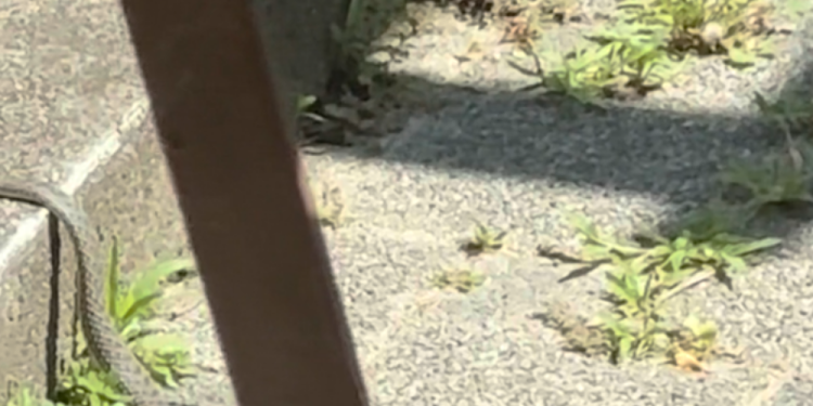 Splićanka izašla na balkon i zatekla jezivu životinju: Pogledajte kako se pokušava zavući