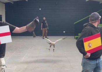 Sportske novosti – Ženka orla predvidjela pobjednika Eura, još nijednom nije pogriješila: ‘Predviđa čak i vremensku prognozu’