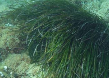 Strahovita biološka invazija u Jadranu: “Nije moguće predvidjeti hoće li se uskoro posvuda proširiti. Ako je uočite, obavezno nam javite”