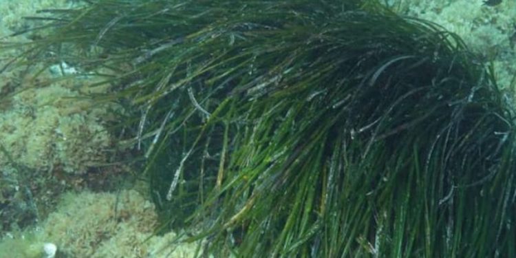 Strahovita biološka invazija u Jadranu: “Nije moguće predvidjeti hoće li se uskoro posvuda proširiti. Ako je uočite, obavezno nam javite”