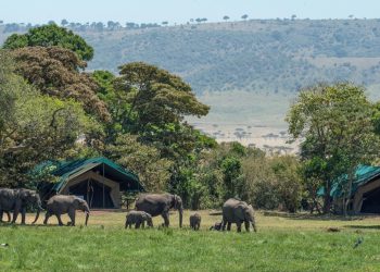 Strava u nacionalnom parku: Slonovi pregazili turista koji ih je htio snimati