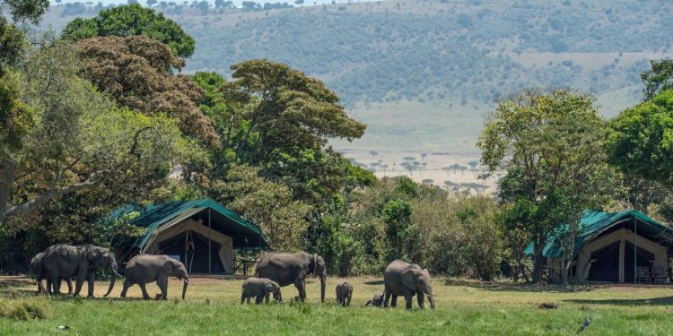 Strava u nacionalnom parku: Slonovi pregazili turista koji ih je htio snimati