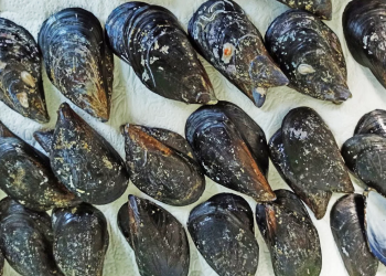 TE DIVNE DAGNJE Institut za oceanografiju i ribarstvo posvetio se omiljenim školjkama u znanstvenom radu!