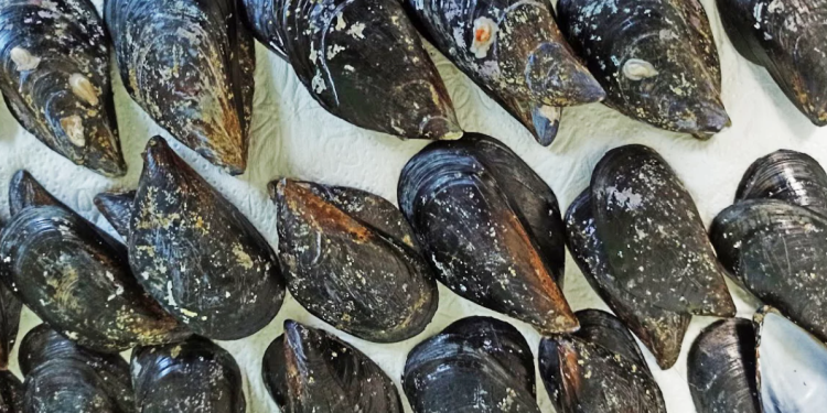 TE DIVNE DAGNJE Institut za oceanografiju i ribarstvo posvetio se omiljenim školjkama u znanstvenom radu!