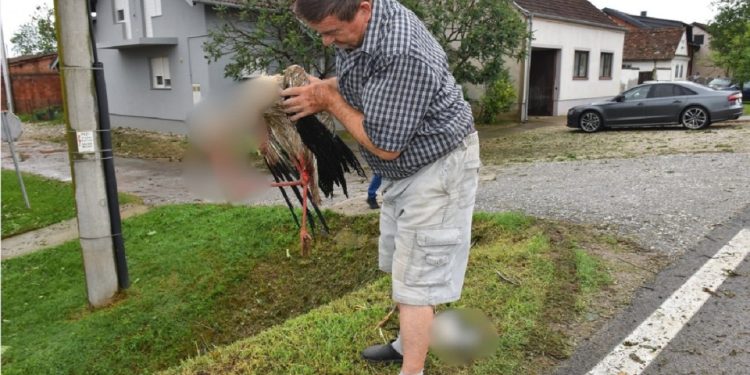 Tuča je bila kobna za sirote rode u Slavoniji: Štitile su mlade pa se nisu sklonile