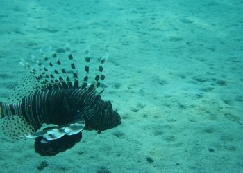 U Jadranu su se pojavile morske otrovnice. Ne napadaju ljude, ali susret s njima krije opasnost