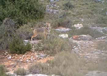U Nacionalnom parku Kornati najavili odstrijel čagljeva