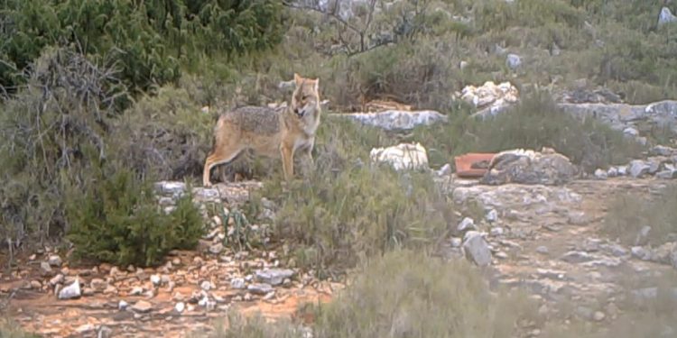 U Nacionalnom parku Kornati najavili odstrijel čagljeva