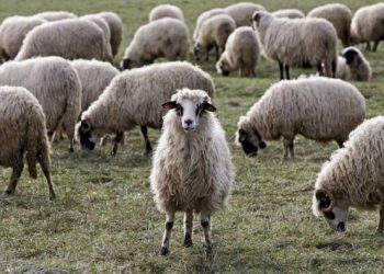 U PRIPITOM STANJU Vodio ovce kroz rođakovu njivu, pa ga izudarao štapom i davio