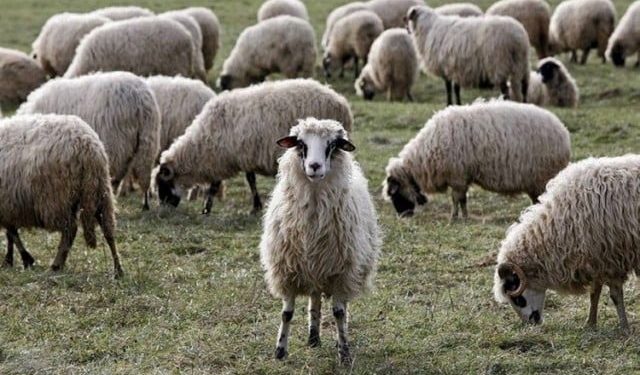 U PRIPITOM STANJU Vodio ovce kroz rođakovu njivu, pa ga izudarao štapom i davio