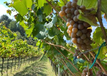 U STRANIM ZEMLJAMA LOŠIJA SITUACIJA Naši vinari strahuju od vremenskih neprilika u budućnosti, prethodna godina bila teška