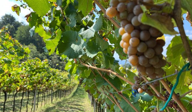 U STRANIM ZEMLJAMA LOŠIJA SITUACIJA Naši vinari strahuju od vremenskih neprilika u budućnosti, prethodna godina bila teška