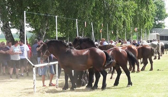 U Slavoniji se uz konje i rađalo, i umiralo, i ljubovalo, i ratovalo…