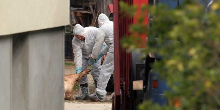 U susjedstvu potvrđeni slučajevi svinjske kuge: ‘Poduzmite mjere i spriječite širenje’