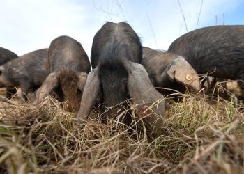 U susjedstvu zabilježeni slučajevi opake bolesti: Uvedene su mjere za sve u blizini