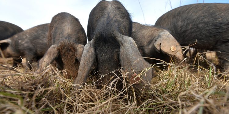 U susjedstvu zabilježeni slučajevi opake bolesti: Uvedene su mjere za sve u blizini
