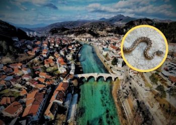 UGRIZI OTROVNICA U JEDNOM DANU Tri osobe iz Konjica hospitalizirane, dvije imale ozbiljnije simptome