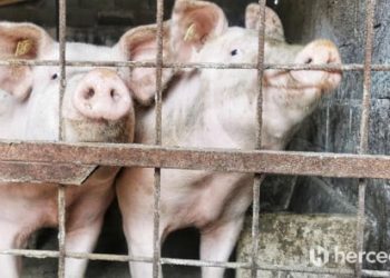 UPALJEN ALARM Potvrđeni novi slučajevi afričke svinjske kuge u Hercegovini