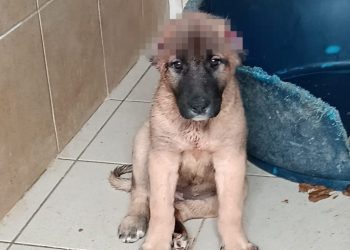 Užas u Dalmaciji: Netko je odrezao uši štenetu i ostavio ga na cesti