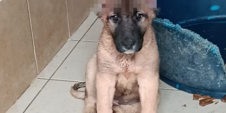 Užas u Dalmaciji: Netko je odrezao uši štenetu i ostavio ga na cesti