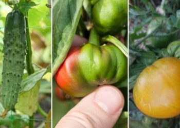 VELIKE VRUĆINE UTJEČU NA POVRĆE Zašto su krastavci gorki, paprika zakržljala, a rajčica ne sazrijeva
