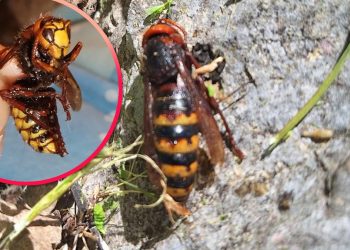 VIDEO Ljudi u Zamosorju zabrinuti zbog velikih stršljenova: “Najveći je bio 5-6 centimetara”. Razgovarali smo sa stručnjakom