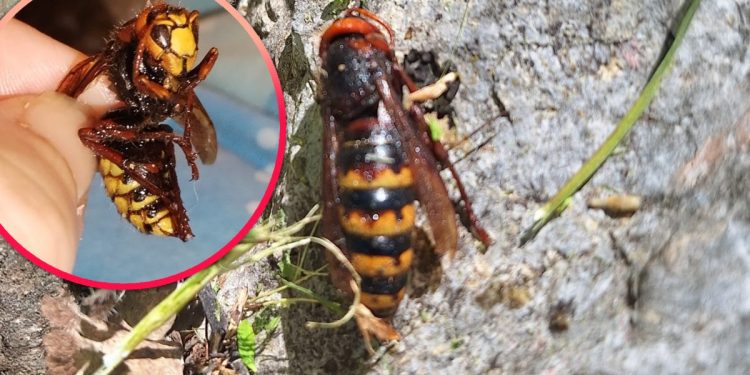 VIDEO Ljudi u Zamosorju zabrinuti zbog velikih stršljenova: “Najveći je bio 5-6 centimetara”. Razgovarali smo sa stručnjakom