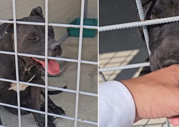 VIDEO Mučne snimke iz Splita obišle su cijelu Hrvatsku. Ivošević posjetio pse koji su proživjeli horor, evo što je otkrio