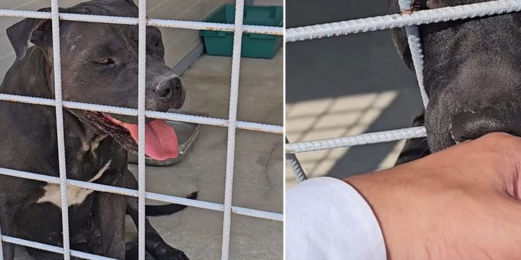 VIDEO Mučne snimke iz Splita obišle su cijelu Hrvatsku. Ivošević posjetio pse koji su proživjeli horor, evo što je otkrio