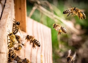 Velika tragedija na plaži: Čovjeka napali opasni insekti, a smrt je potpuno misteriozna