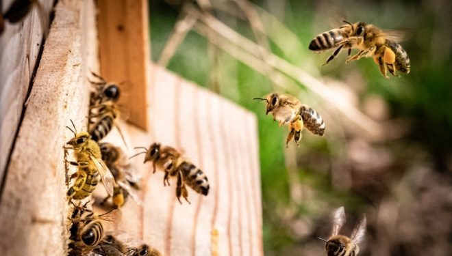 Velika tragedija na plaži: Čovjeka napali opasni insekti, a smrt je potpuno misteriozna