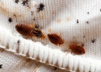 ZATVORENICI IZLOŽENI UBODIMA Potvrđena najezda stjenica u splitskom zatvoru