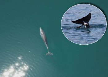 Zapetljan je već dulje vrijeme i došlo je do hipertrofije tkiva!