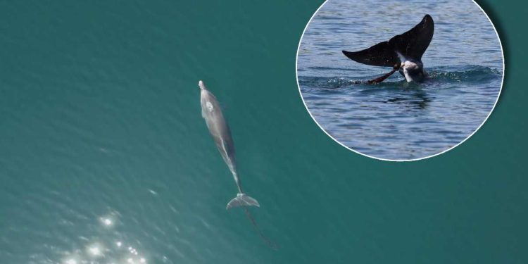 Zapetljan je već dulje vrijeme i došlo je do hipertrofije tkiva!