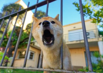 Žena u Opatiji na policiju došla s psom – kažnjena je!