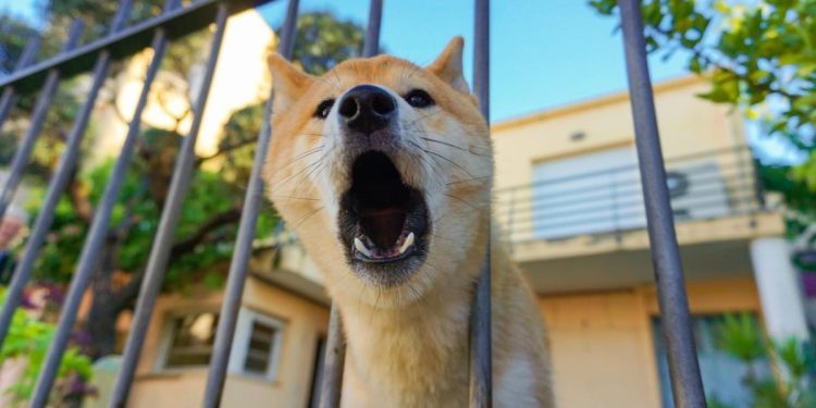 Žena u Opatiji na policiju došla s psom – kažnjena je!