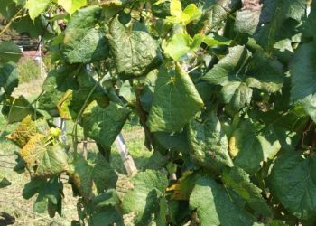 Zlatna žutica vinove loze, najopasnija bolest vinove loze u Europi i dalje se širi