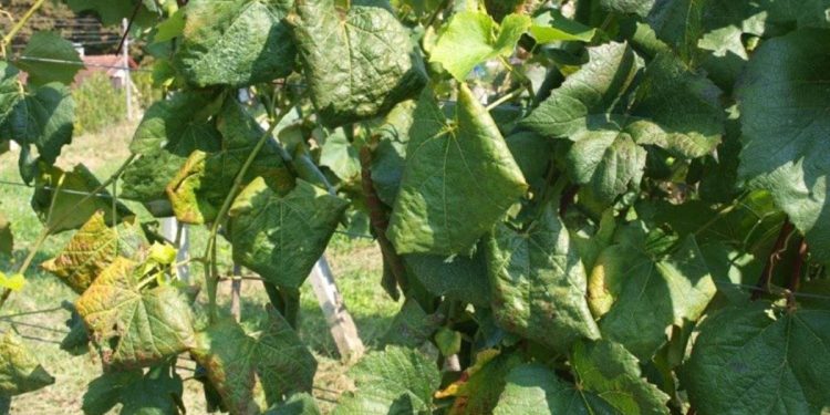 Zlatna žutica vinove loze, najopasnija bolest vinove loze u Europi i dalje se širi