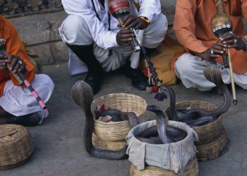Zmija umrla od ugriza čovjeka — RT India