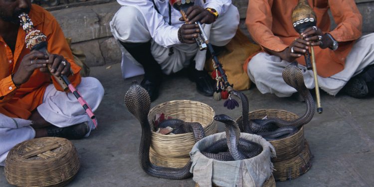 Zmija umrla od ugriza čovjeka — RT India