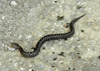 Zmije otrovnice šire strah u susjedstvu: Ugrizle troje ljudi, evo gdje prijeti opasnost
