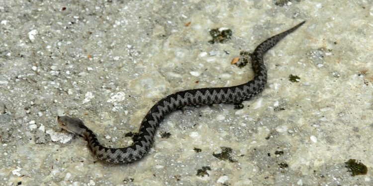 Zmije otrovnice šire strah u susjedstvu: Ugrizle troje ljudi, evo gdje prijeti opasnost