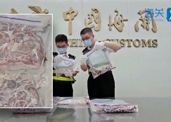 Zmije prokrijumčarene preko kineske granice, teksaška štakorska zmija