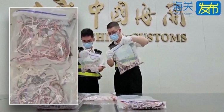 Zmije prokrijumčarene preko kineske granice, teksaška štakorska zmija