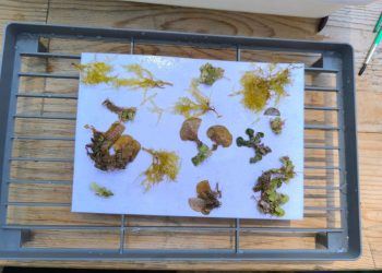 Znanstveno-edukacijske radionice za djecu ljetnog kampa Poreč