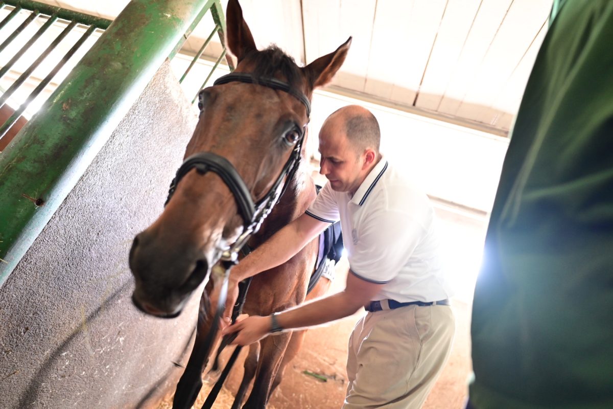 alka pripreme roko 31