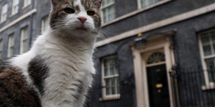 IKONA DOWNING STREETA Slavni mačak Larry dočekao svog šestog premijera | NACIONAL.HR