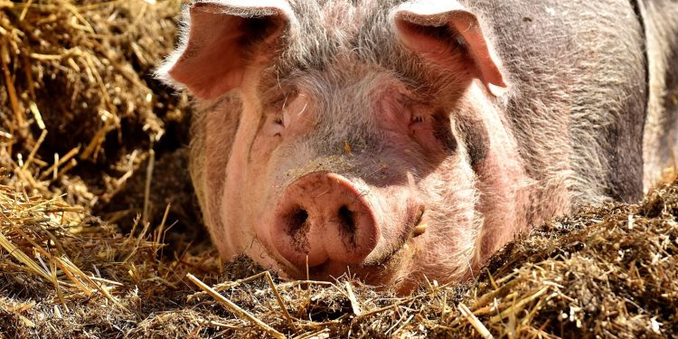 MINISTARSTVO POLJOPRIVREDE: U Retkovcima u općini Ivankovo potvrđena afrička svinjska kuga | NACIONAL.HR